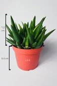 Aloe Vera Bitkisi (Sarı Sabır) 5 ve Üzeri Köklü - 5