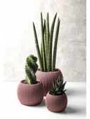 Omnipazar KRS Mercan Dekoratif Kaktüs Sukulent Plastik Saksı Takımı 3'lü Set Soft Pembe - 1