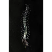 Şeffaf Renk Karanlıkta Parlayan Fosforlu Kırkayak 13 Cm 1 Adet thumbnail 2