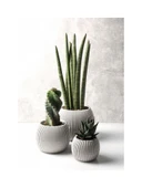 Omnipazar KRS Mercan Dekoratif Sukulent Kaktüs Plastik Saksı Takımı 3'lü Set Bej thumbnail 1