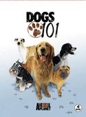 Dogs 101 - Köpekler - 1