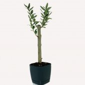 Özel Üretim Bonsaiye Uygun Lüx Siyah Saksıda Minyatür Zeytin Fidanı thumbnail 1