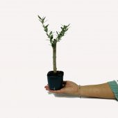 Özel Üretim Bonsaiye Uygun Lüx Siyah Saksıda Minyatür Zeytin Fidanı thumbnail 2