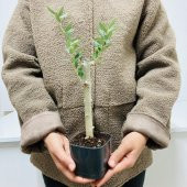 Özel Üretim Bonsaiye Uygun Lüx Siyah Saksıda Minyatür Zeytin Fidanı thumbnail 3