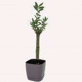 Özel Üretim Bonsaiye Uygun Lüx Mor Saksıda Minyatür Zeytin Fidanı - 1