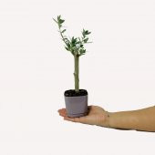 Özel Üretim Bonsaiye Uygun Lüx Mor Saksıda Minyatür Zeytin Fidanı - 2