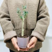 Özel Üretim Bonsaiye Uygun Lüx Mor Saksıda Minyatür Zeytin Fidanı - 3