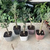 Özel Üretim Bonsaiye Uygun Lüx Pembe Saksıda Minyatür Zeytin Fidanı - 4