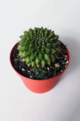 Dikensiz Kaktüs – Gymnocalycium Mihanovichii Inermis - Koleksiyon thumbnail 3