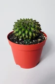 Dikensiz Kaktüs – Gymnocalycium Mihanovichii Inermis - Koleksiyon thumbnail 1