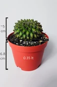 Dikensiz Kaktüs – Gymnocalycium Mihanovichii Inermis - Koleksiyon thumbnail 5