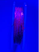 Eagenset Hazır Çapari Kombini Boru Sim Ultraviyole Uv Neon Kırmızı Makarada thumbnail 11