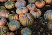 Kabak Kestane Pakette 10 Adet Tohum - 1