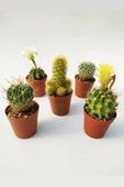 5 li Kaktüs Set - Özel Tür Kaktüs - 1