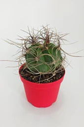 Astrophytum Capricorne Nadide Tür Tekli Özel Kaktüs 8.5 cm Kırmızı Saksıda - 1