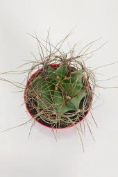 Astrophytum Capricorne Nadide Tür Tekli Özel Kaktüs 8.5 cm Kırmızı Saksıda - 2