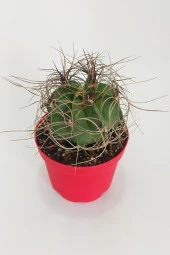 Astrophytum Capricorne Nadide Tür Tekli Özel Kaktüs 8.5 cm Kırmızı Saksıda - 3