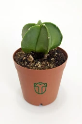 Astrophytum Myriostigma - Özel Tür Kaktüs - 5.5 cm Saksıda - 3