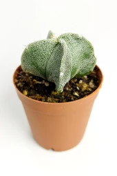 Astrophytum Myriostigma Nadide Özel Tür Kaktüs Nadir Kaktüs 5.5 cm Saksıda - 1