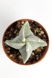 Astrophytum Myriostigma Nadide Özel Tür Kaktüs Nadir Kaktüs 5.5 cm Saksıda - 2