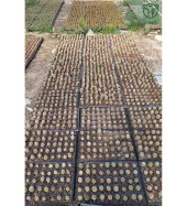 Astrophytum Myriostigma Nadide Özel Tür Kaktüs Nadir Kaktüs 5.5 cm Saksıda - 5