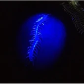 Şeffaf Renk Karanlıkta Parlayan Fosforlu Kırkayak 13 Cm 1 Adet - 1