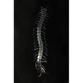 Şeffaf Renk Karanlıkta Parlayan Fosforlu Kırkayak 13 Cm 1 Adet - 2