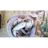 Misina 300m Polietilen Microfiber 2.0 Ip Misina Yeşil thumbnail 2