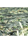 Özçiğdem Zeytin Toplama Filesi Zeytin Sergisi 6x10 - 1