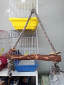 Büyük Boy Papağan Salıncak 40 CM - 1