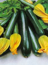 Doğal Anadolu Siyah Kabağı Tohumu 20 Ad. Tohum - 1