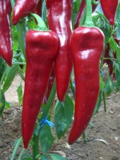 Doğal Kapya Biberi Tohumu Akgen 100 Ad. Tohum - 1