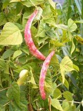 Doğal Sırık Barbunya Tohumu 20 Ad. Tohum - 1