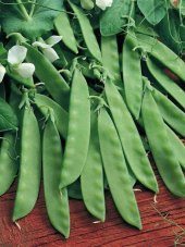 Doğal Yaprak Bezelye Tohumu 50 Ad. Tohum - 1