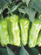 Doğal Üçburun Mazamort Biberi Tohumu 100 Ad. Tohum - 1