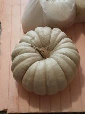 Doğal Kışlık Balkabağı 20 Ad. Tohum - 1