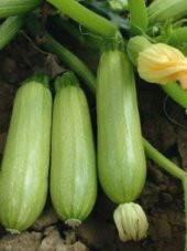 Doğal Sakız Tipi Dolmalık Kabak Tohumu 20 Ad. Tohum - 1