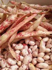 Doğal Oturak Barbunya Tohumu 30 Adet Tohum - 1