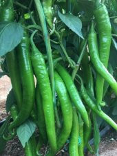 Doğal Sivri Sera Demre Biberi 100 Ad. Tohum - 1