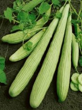 Doğal Antep Acuru 100 Ad. Tohum - 1