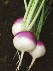 Doğal Şalgam Turpu 100 Ad. Tohum - 1