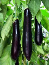 Doğal Patlıcan Meşhur Aydın Siyahı 100 Ad. Tohum - 1