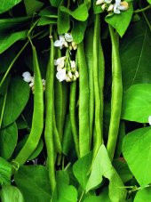 Doğal Fasulye Tohumu Helga (Sırık) 50 Ad. Tohum - 1