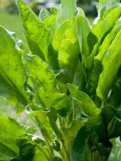 Doğal Ekşili Ot Kuzukulağı 1000 Ad. Tohum - 1