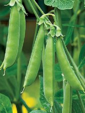 Doğal Bezelye Tohumu 50 Ad. Tohum - 1