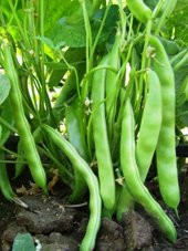 Doğal Fasulye Alman Ayşe (Niran) 50 Ad. Tohum - 1