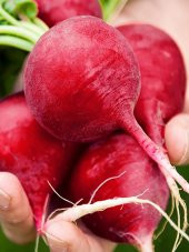 Doğal Kırmızı İri Turp 100 Ad. Tohum - 1