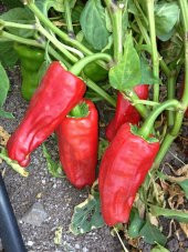 Doğal Meşhur Urfa Biberi Tohumu İsot 100 Ad. Tohum - 1