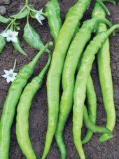 Doğal Tatlı Sivri Çetinel Biber Tohumu 100 Ad. Tohum - 1