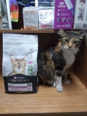 Pro Plan Kuru Kedi Mama 1.5 kg Kuzu Etli ve Pirinçli - 1